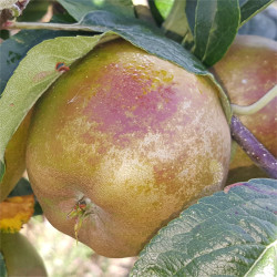Apple - 'American' Golden Russet - Scion