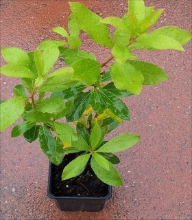 Lonicera Potted