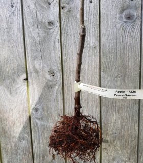 Damson Trees Barerooted